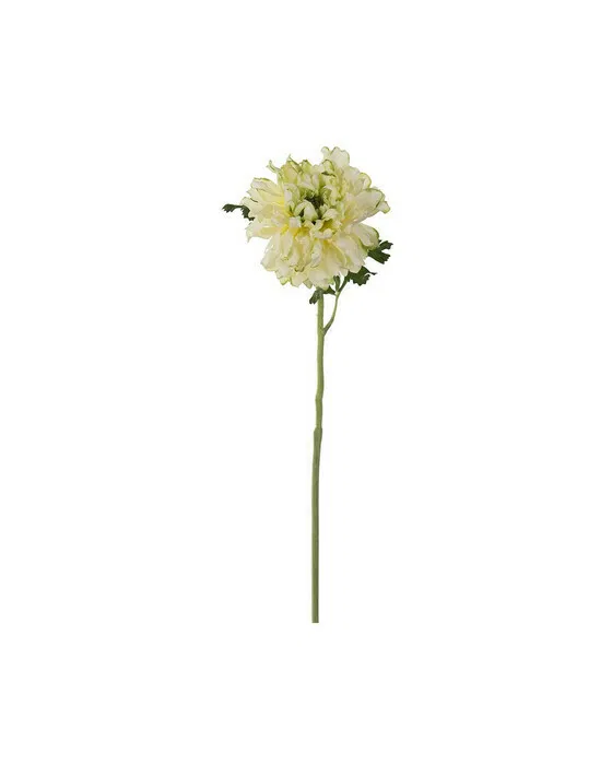 Ranunkel Schnittblume grün