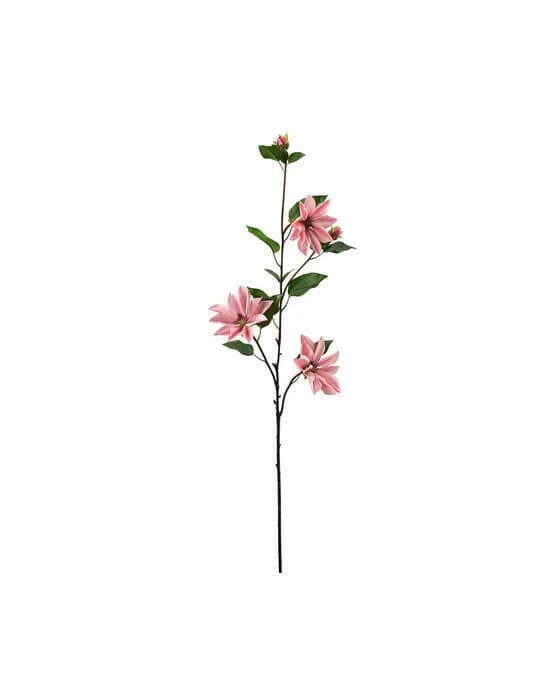 Klematis schnittblume rosa