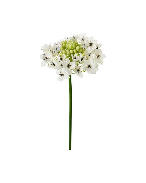Arabicum Cut Flower White