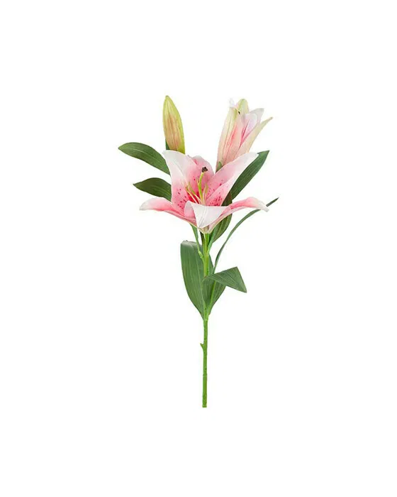 Rosa Schnittlilie