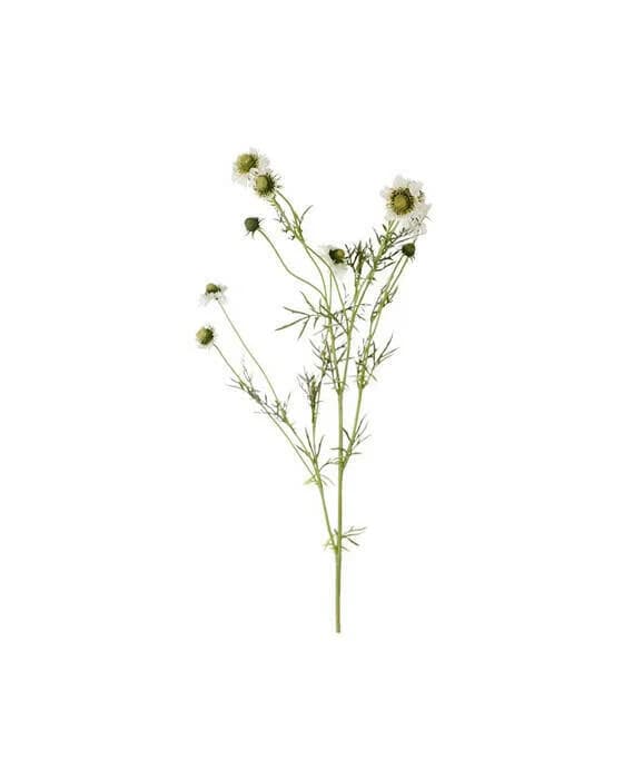 Skabiose Schnittblume Weiß