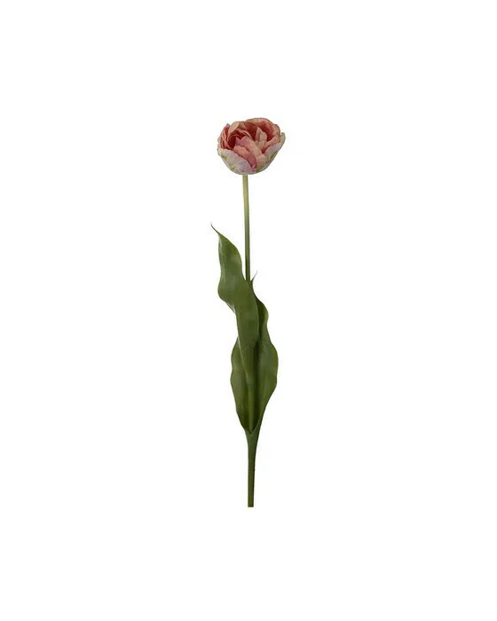 Tulpe schnittblume ljusrosa