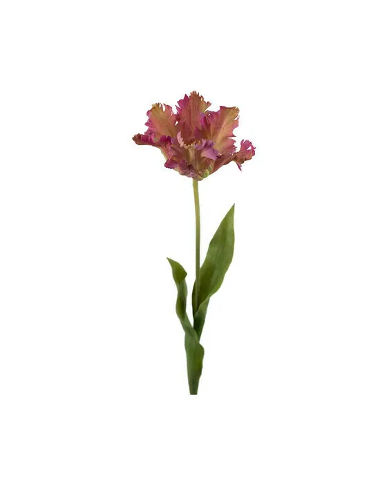 Papageientulpe Schnittblume lila