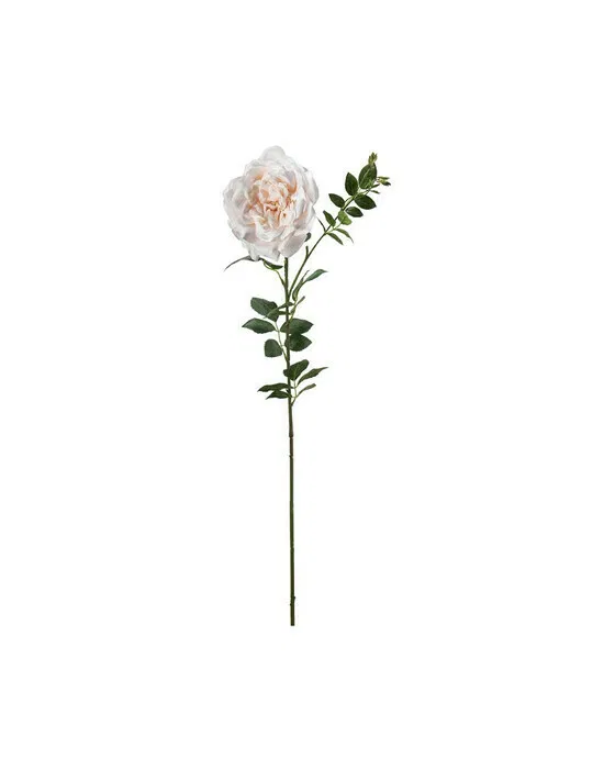 Rose schnittblume pfirsich