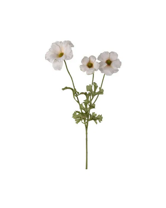 Schmetterlingsranunkel schnittblume creme