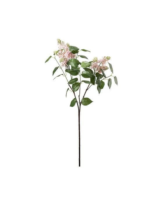 Fliederzweig Schnittblume rosa