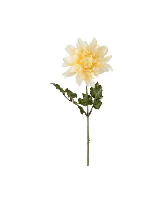 Dahlie Schnittblume Gelb