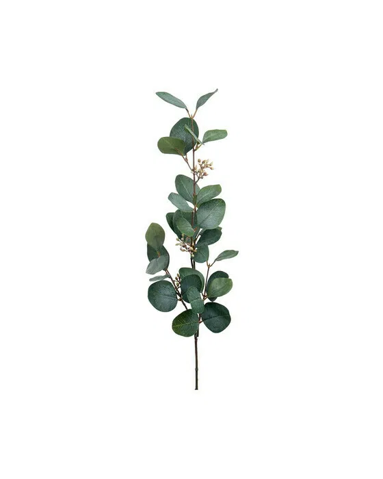 Eukalyptus Schnittblume grün