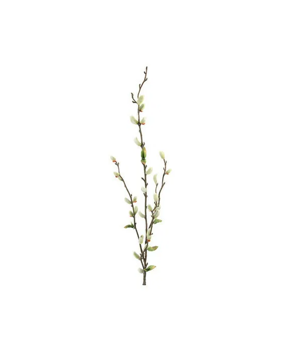 Goat Willow White