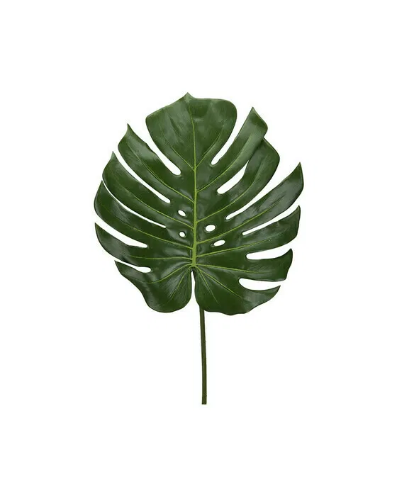 Monstera Cut Flower Green