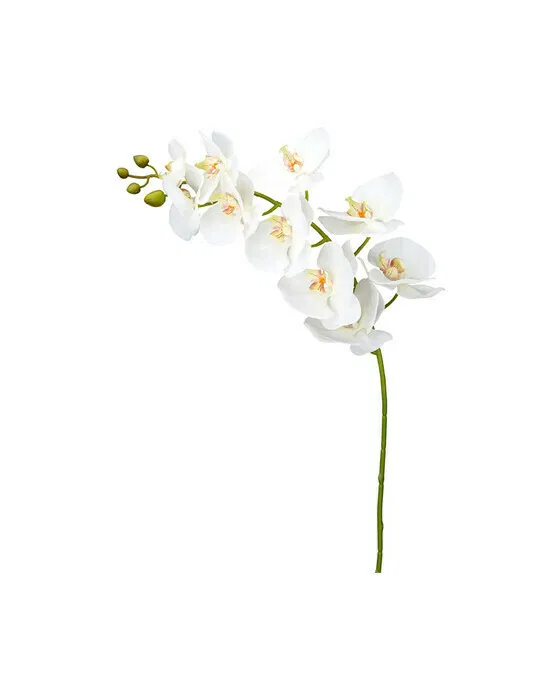 Orchidee Schnittblume weiß