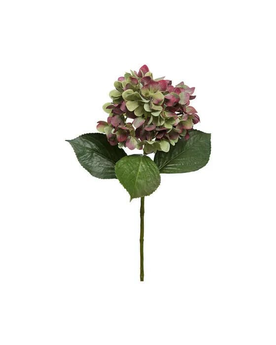Hydrangea Cut Flower Burgundy/Green