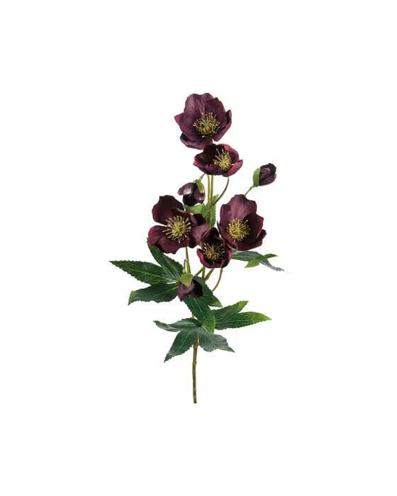 Christrose Schnittblume burgundy