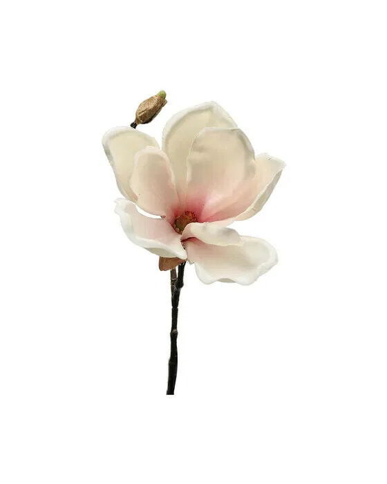 Magnolia Schnittblume weiß-rosa