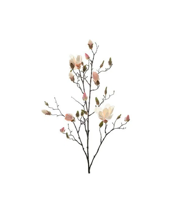 Magnolia Cut Flower White/Pink