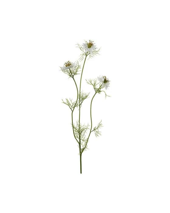 Nigella Schnittblume weiß