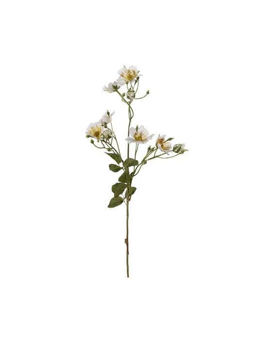 Japanische Kletterrose Schnittblume weiß