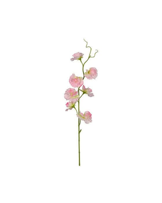 Duftwicke Schnittblume rosa