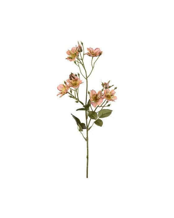 Japanische Kletterrose Schnittblume aprikosenfarben
