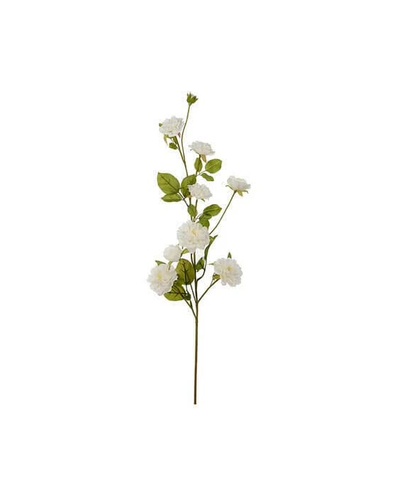 Kletterrose Schnittblume weiß
