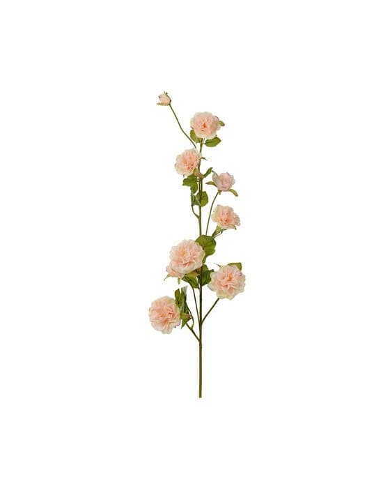 Kletterrose Schnittblume Pfirsich