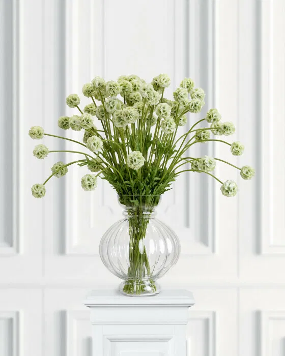 Scabiosa Schnittblume grün