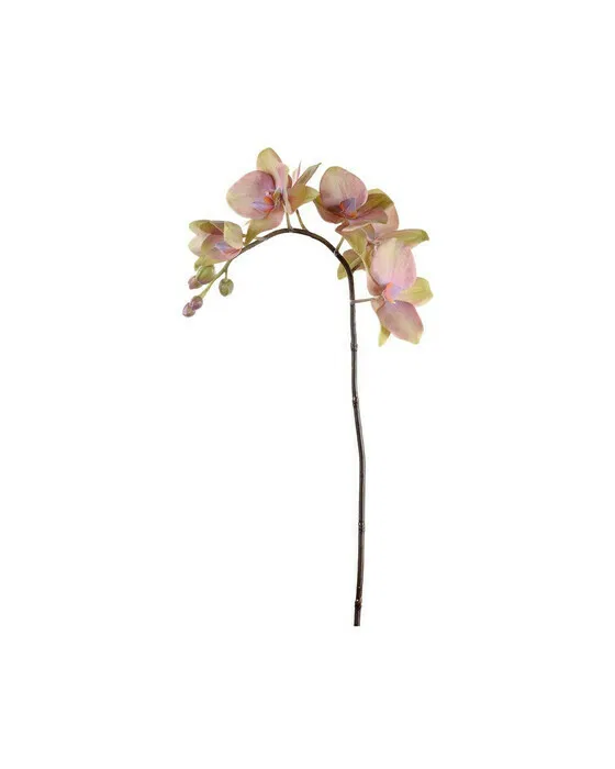 Orchidee schnittblume lila