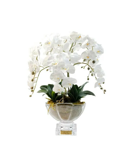 Orchidée Grandeur Gift Set