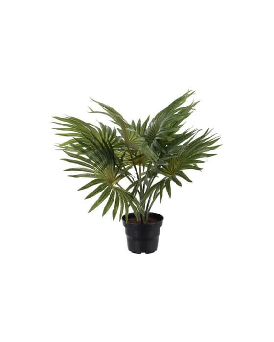 Palm Potted Plant Green