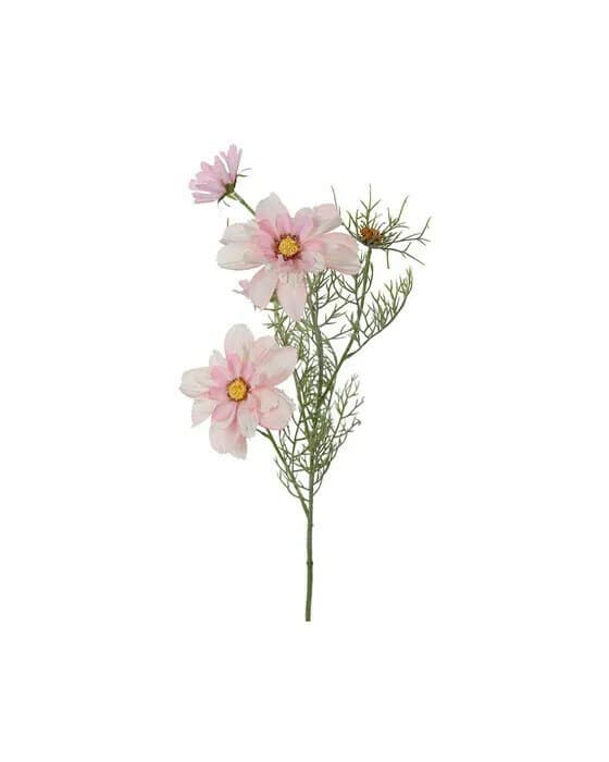 Cosmea Schnittblume rosa