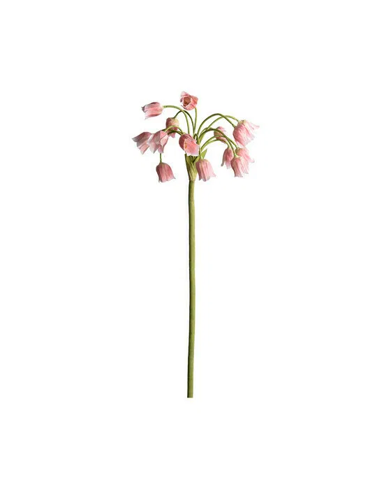 Allium Schnittblume rosa