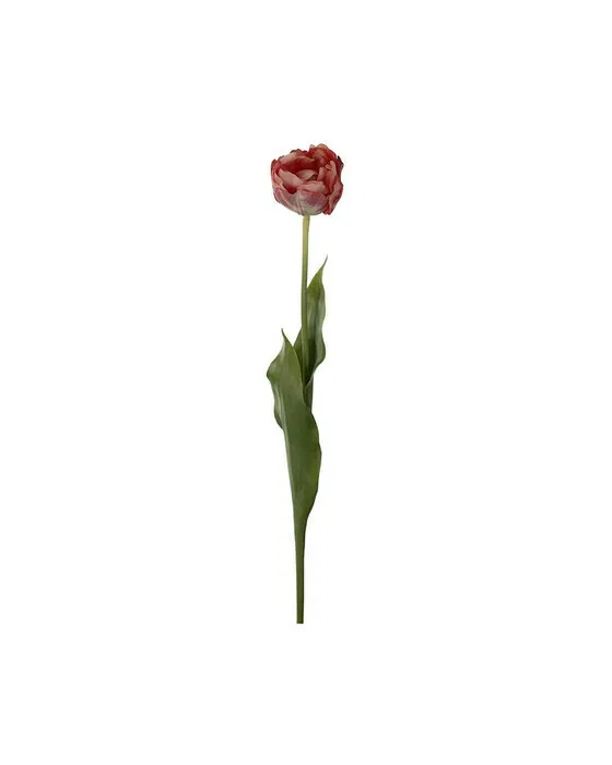 Tulpe schnittblume mörkrosa