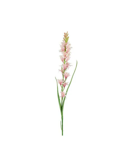 Tuberose Schnittblume rosa