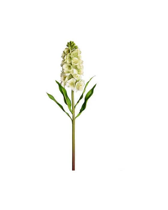 Levkoje Schnittblume grün