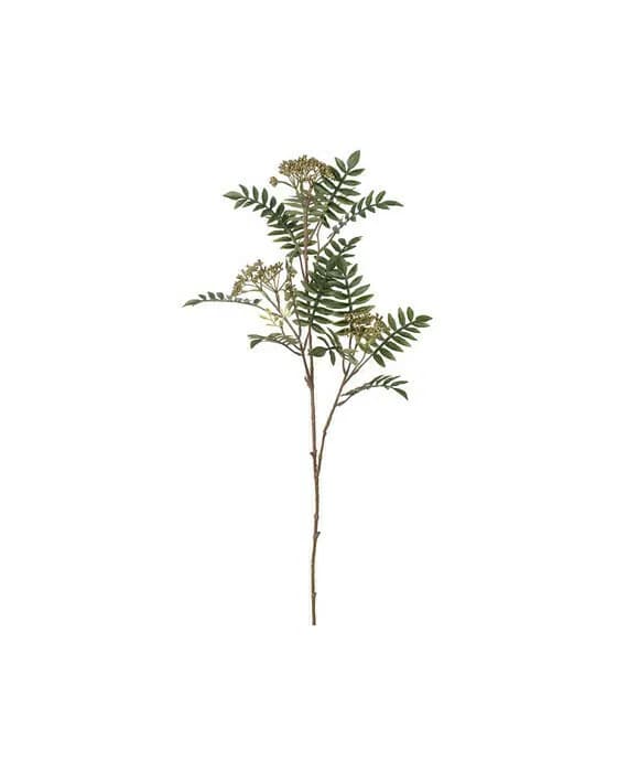 Eberesche Schnittblume grün