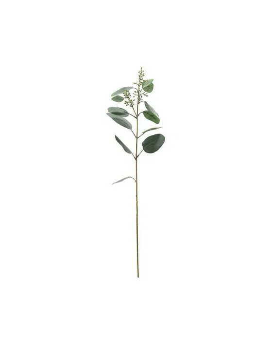 Eukalyptus Schnittblume