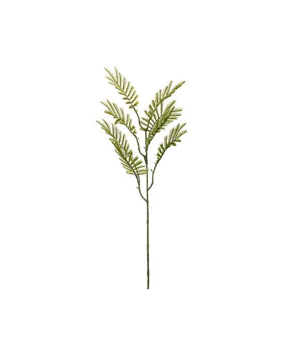 Mimosazweig Schnittblume grün
