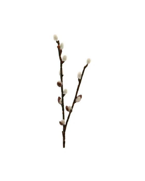 Mr Plant, Weidenzweig 36 cm Grün