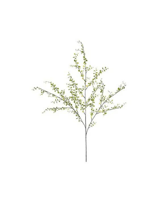 Muehlenbeckia schnittblume grün