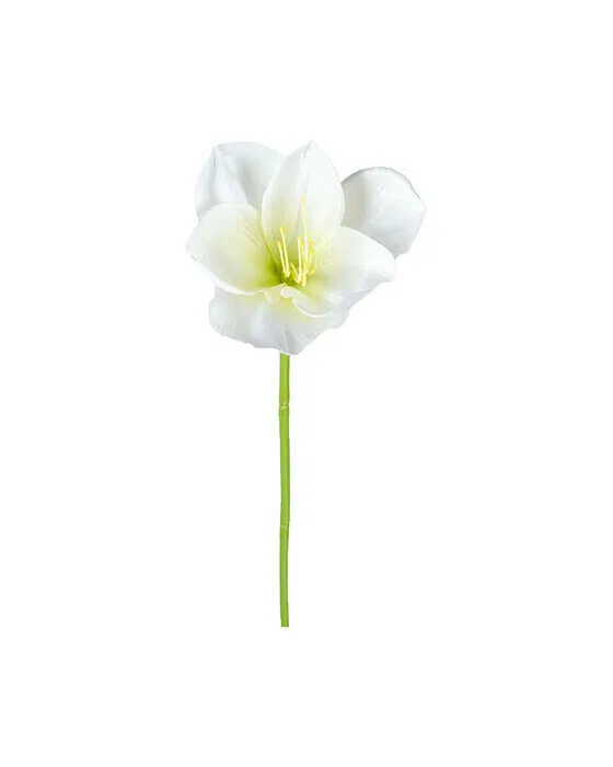 Amaryllis Schnittblume weiß