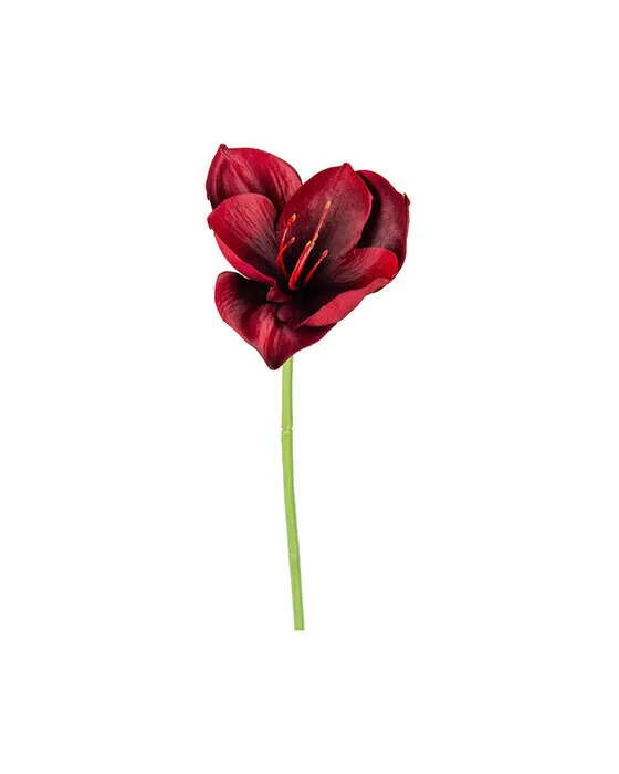 Amaryllis Schnittblume burgunderrot