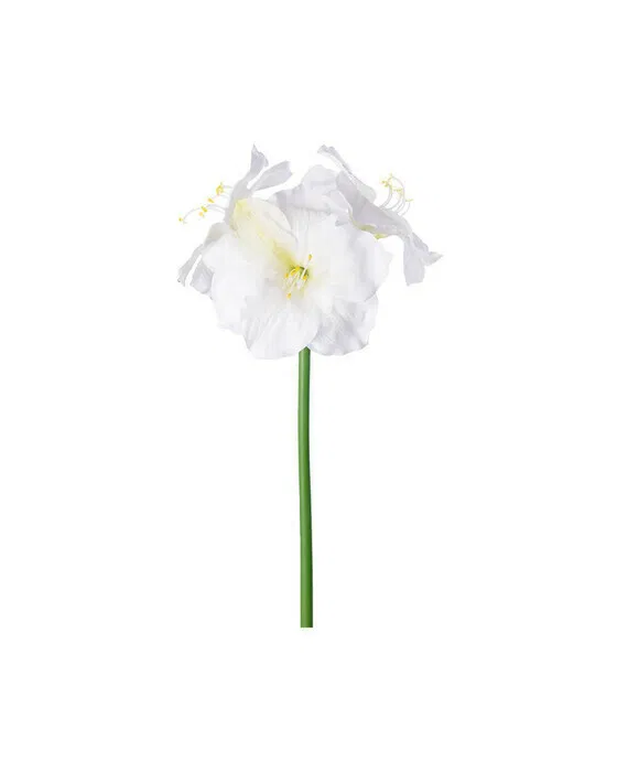Amaryllis Schnittblume creme