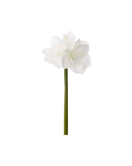 Amaryllis Schnittblume weiß