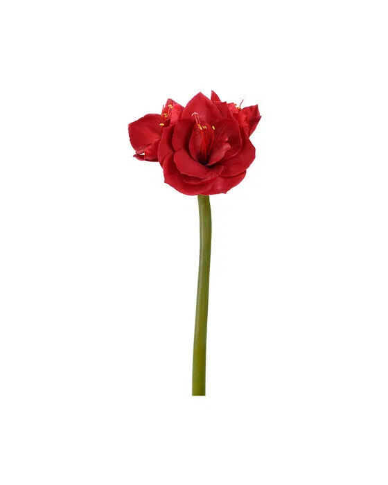 Amaryllis Schnittblume rot