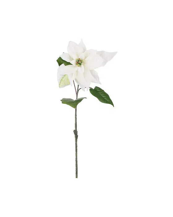Weihnachtsstern Schnittblume weiß