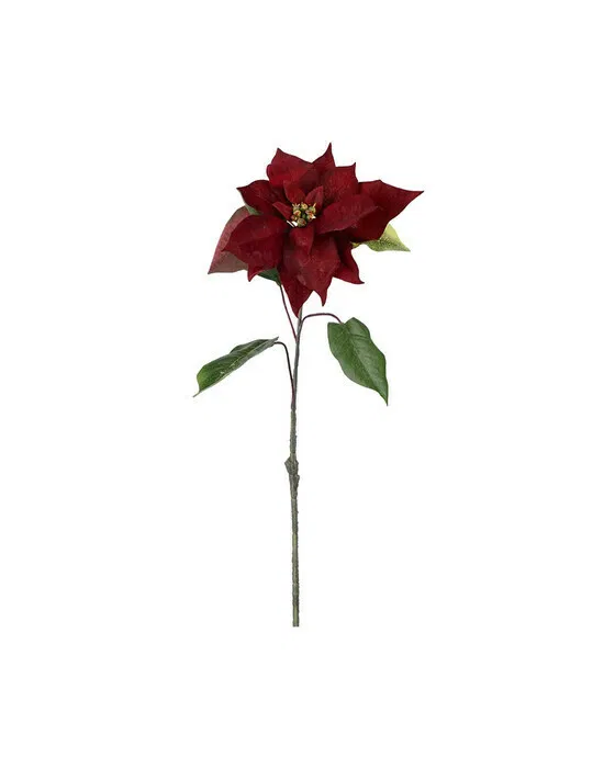 Weihnachtsstern Schnittblume burgundy