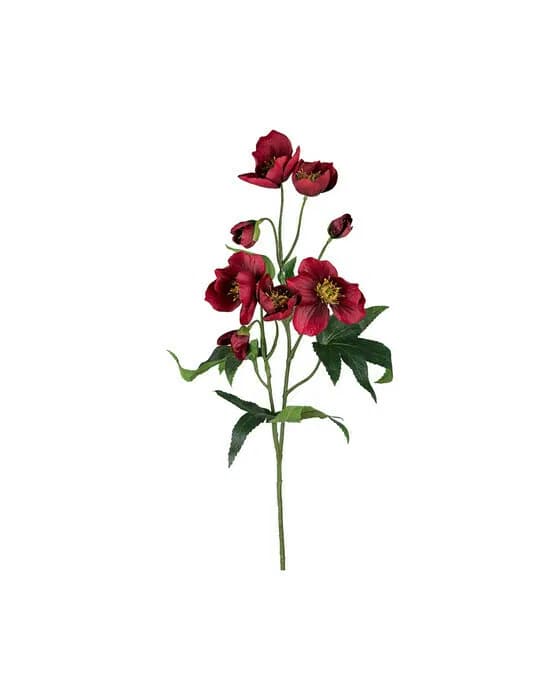 Christrose Schnittblume rot