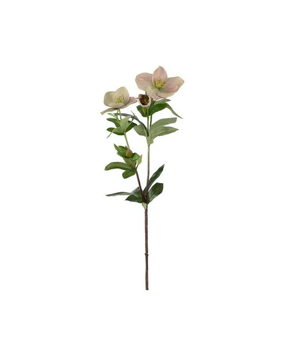 Christrose Schnittblume rosa