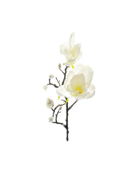 Magnolia Cut Flower White/Yellow