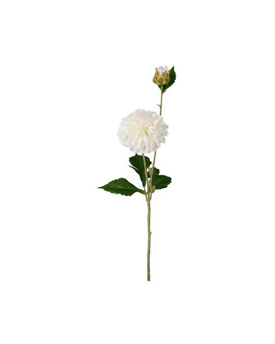 Dahlia Cut Flower Cream